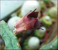 Tromotriche choanantha